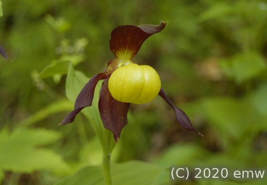 Frauenschuh (Orchidee)
