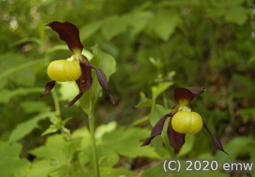 Frauenschuh (Orchidee)