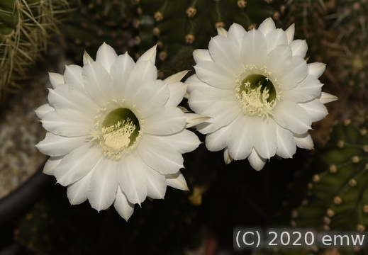 Echinopsis Eyriesii